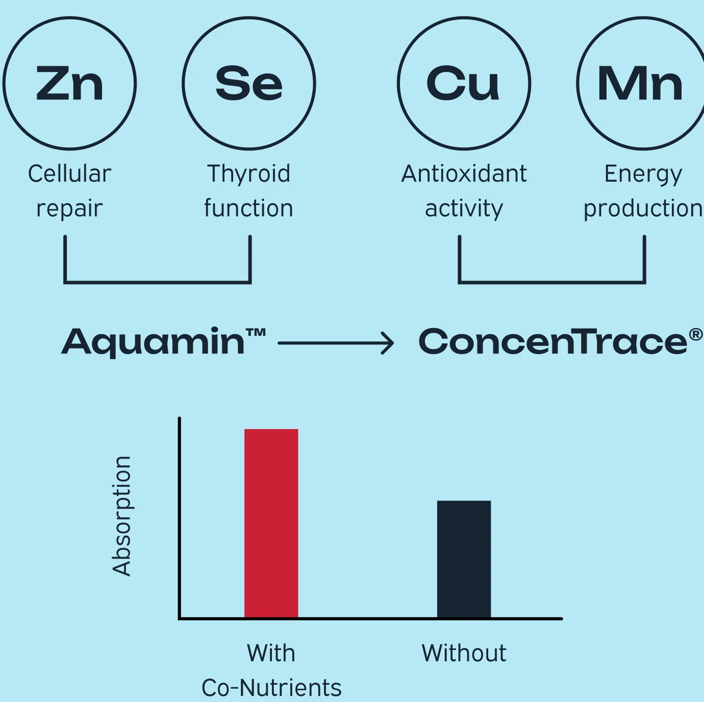 <h2>Co-Nutrients That </h2><h2>Maximize Absorption</h2>